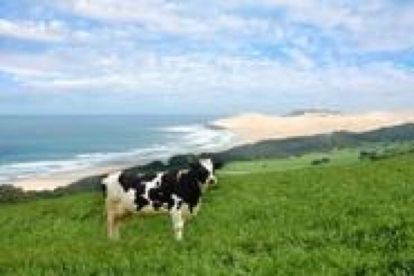 Coega Dairy
