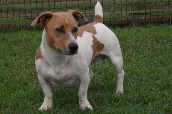 Coetzerjackrussell
