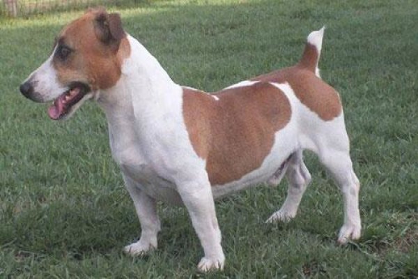 Coetzerjackrussell