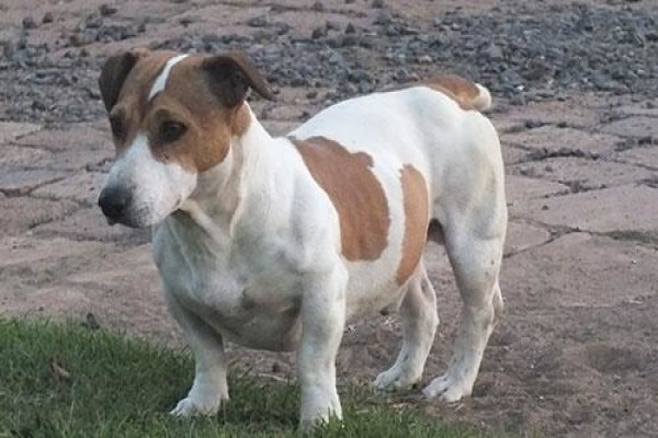 Coetzerjackrussell