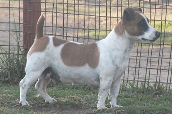 Coetzerjackrussell