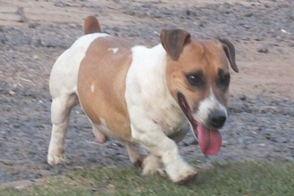 Coetzerjackrussell