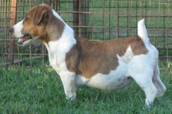 Coetzerjackrussell