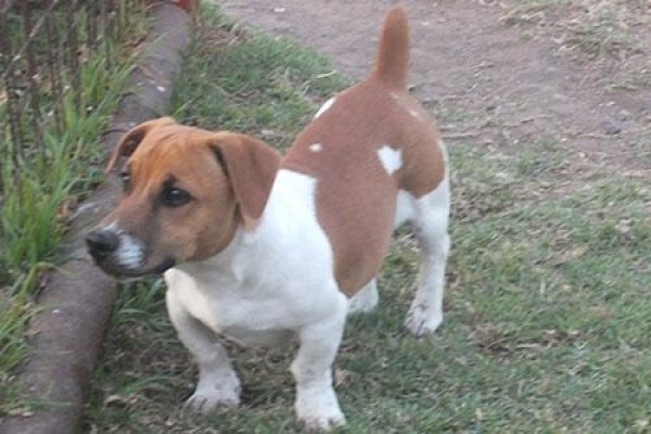 Coetzerjackrussell