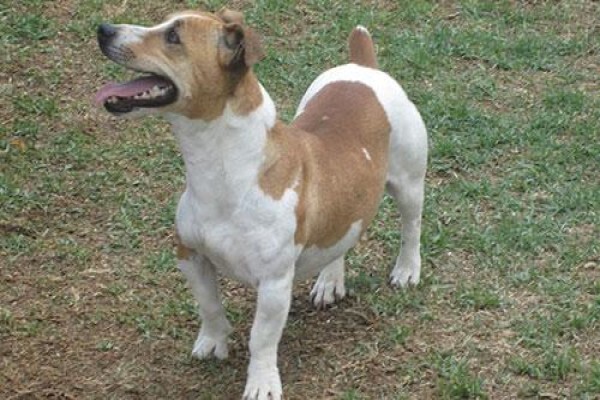 Coetzerjackrussell