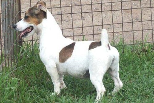 Coetzerjackrussell