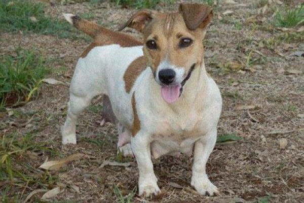 Coetzerjackrussell