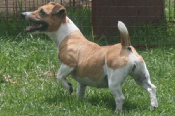 Coetzerjackrussell