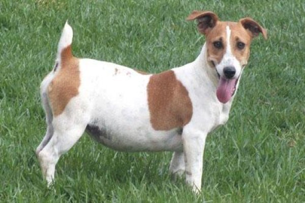 Coetzerjackrussell