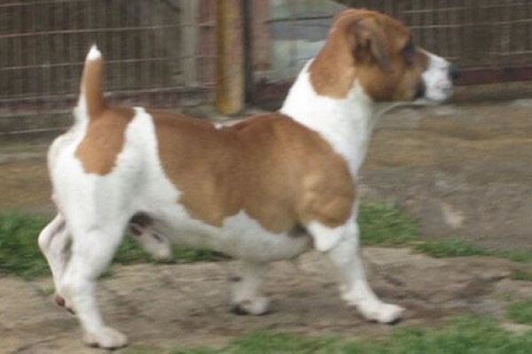 Coetzerjackrussell