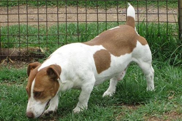 Coetzerjackrussell
