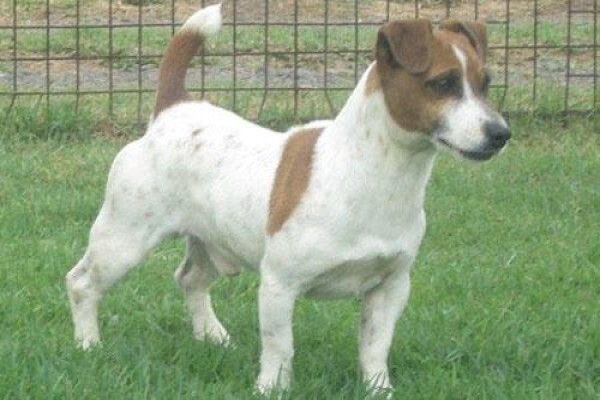 Coetzerjackrussell
