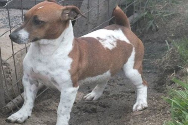 Coetzerjackrussell