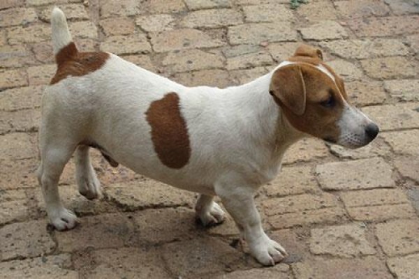 Coetzerjackrussell