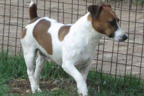 Coetzerjackrussell
