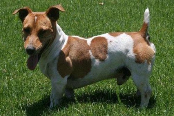 Coetzerjackrussell