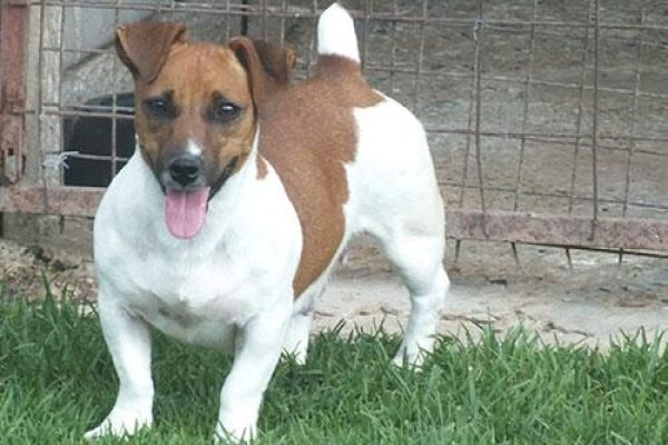 Coetzerjackrussell