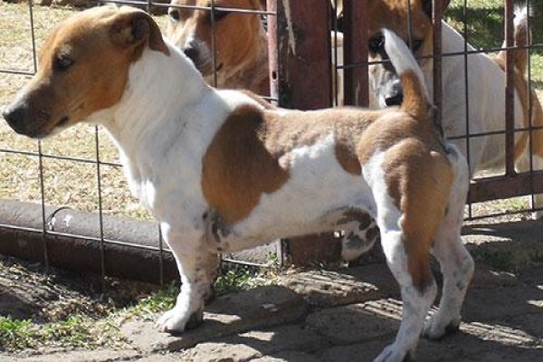 Coetzerjackrussell