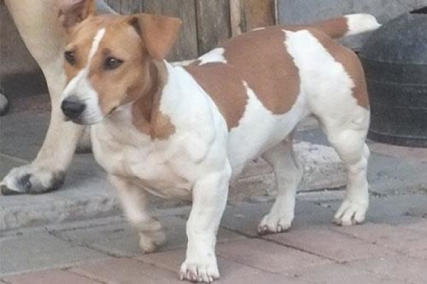 Coetzerjackrussell