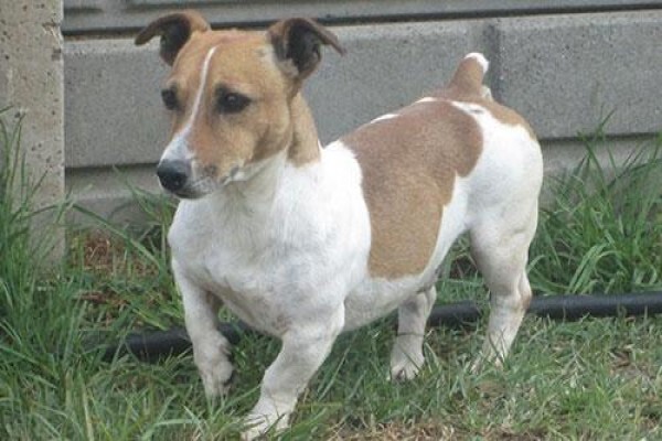 Coetzerjackrussell