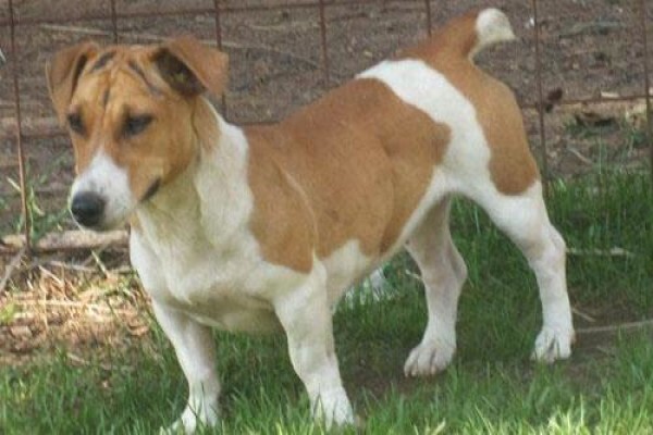 Coetzerjackrussell