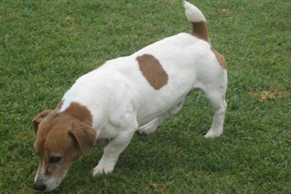 Coetzerjackrussell