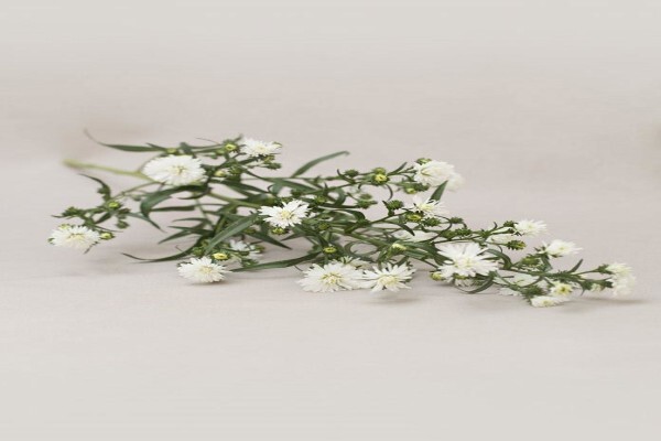 Durbanville Florist