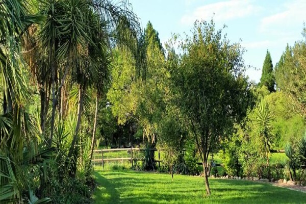Pine Tree Lodge