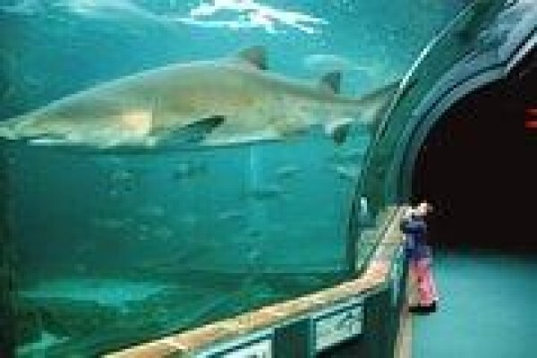 Discover The Cape