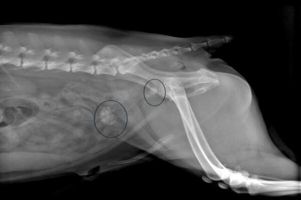 Sandown Veterinary Clinic