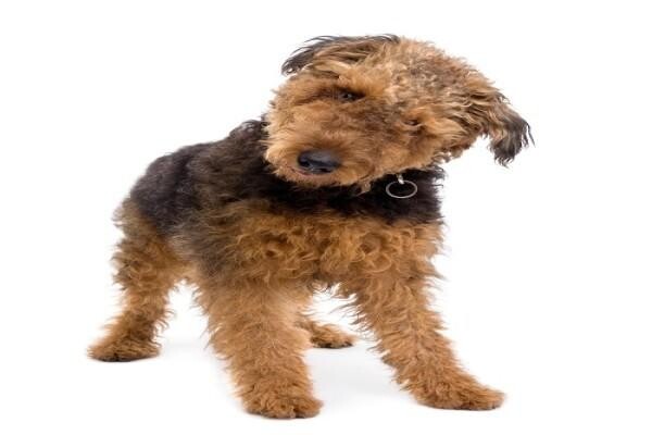 Sandown Veterinary Clinic
