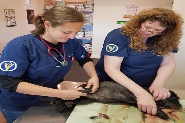 Sandown Veterinary Clinic