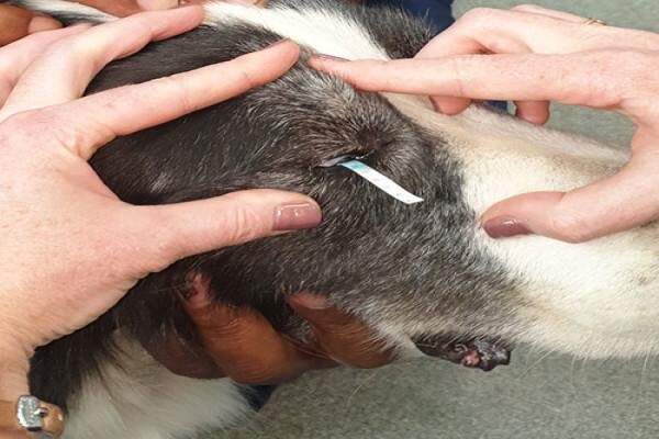 Sandown Veterinary Clinic