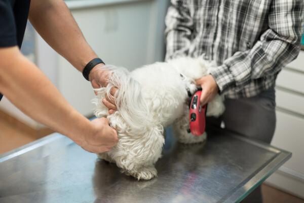 Sandown Veterinary Clinic