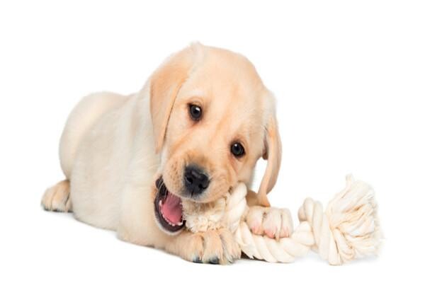 Sandown Veterinary Clinic