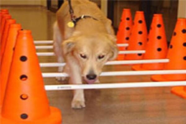 Tygerberg Animal Hospital:Goodwood