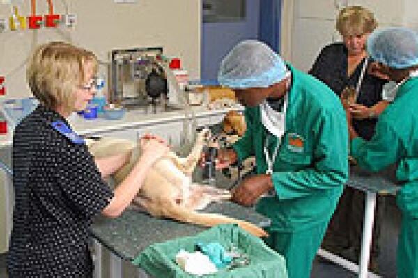 Tygerberg Animal Hospital:Goodwood