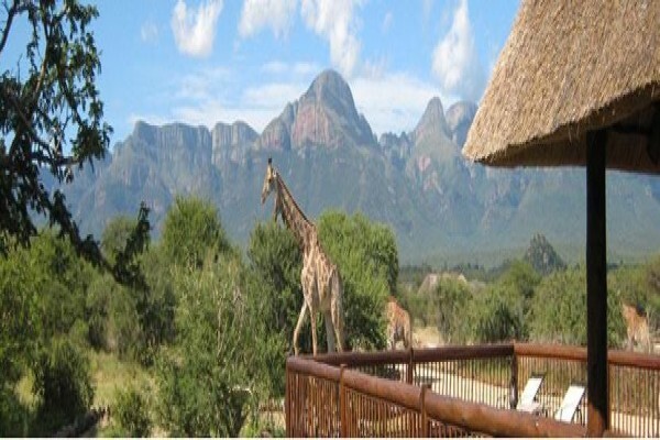 Century21 Wildlife Properties