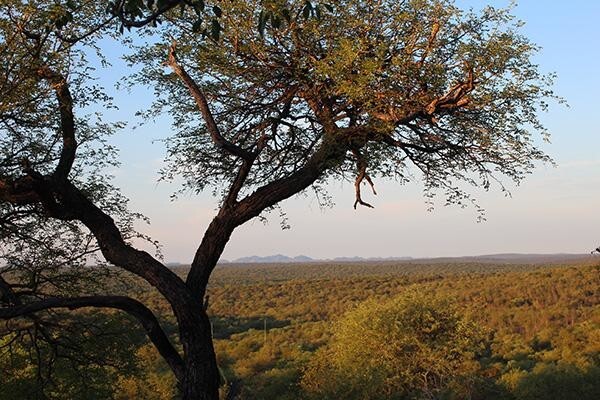Century21 Wildlife Properties