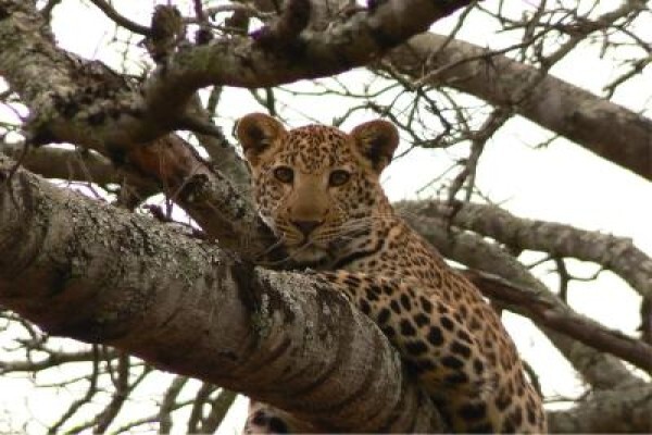 Century21 Wildlife Properties