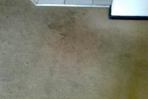 Magic Carpet Cleaners