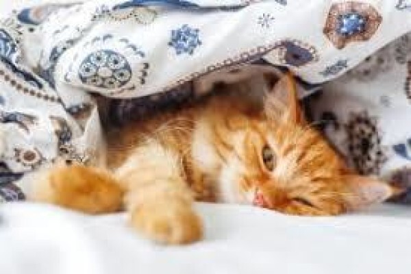 Sommeville Specialist Cleaning Services