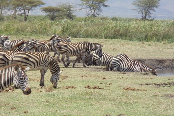 Game Trackers Africa