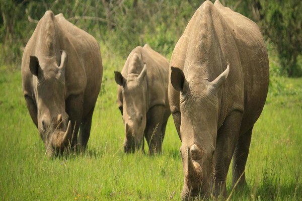 Game Rangers Association Of Africa