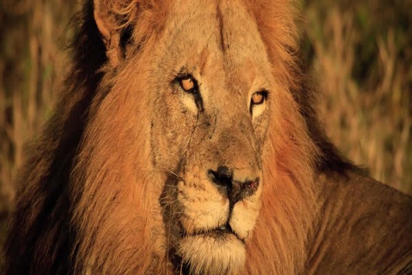 Game Rangers Association Of Africa