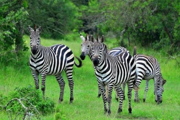 Game Trackers Africa