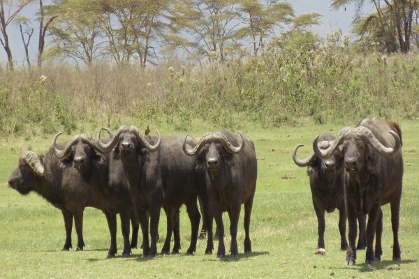 Game Trackers Africa