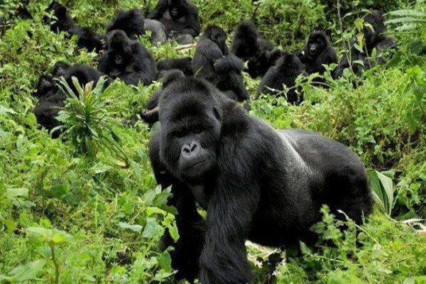 Game Trackers Africa
