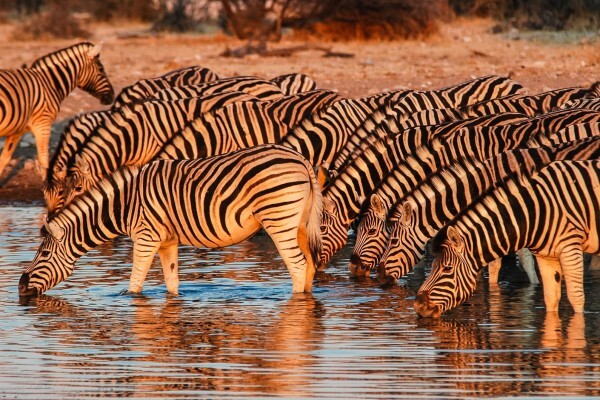 Game Trackers Africa