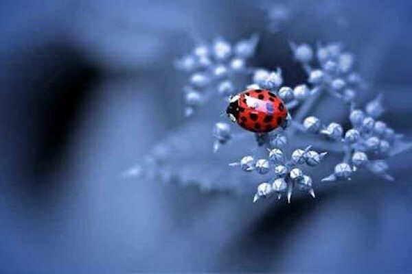 Gauteng Cornea And Eyebank